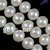 Button Cultured Freshwater Pearl Beads, natural Grade A, 9-10mm Approx 0.8mm Inch 
