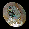Mosaic Shell Cabochon, Abalone Shell, with Yellow Shell, Flat Oval, flat back, approx 