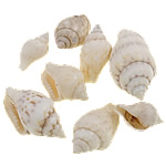 Trumpet Shell Beads, Helix, natural, no hole, white, 6-15mm 