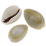 Trumpet Shell Beads, Oval, natural, no hole, 16-20mm 