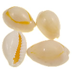 Trumpet Shell Beads, Oval, natural, no hole, 15-19mm 