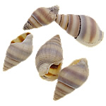 Trumpet Shell Beads, Helix, natural, no hole, 11.5-19mm 