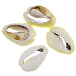 Perles en coquillage trompette, coquille de trompette, naturel, aucun trou, 16-25mm, Vendu par kg