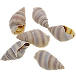 Trumpet Shell Beads, Helix, natural, no hole, 11-16mm 