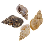 Trumpet Shell Beads, Helix, natural, no hole, 12.5-20.5mm 