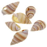 Perles en coquillage trompette, coquille de trompette, hélice, naturel, aucun trou, 11-17.5mm, Vendu par PC