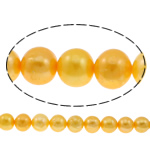 Perles de nacre rondes de culture d'eau douce, perle d'eau douce cultivée, Jaune, Niveau AA, 10-11mm Environ 0.8mm Environ 15 pouce, Vendu par brin