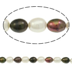 Perles d'eau douce de culture de riz, perle d'eau douce cultivée, couleurs mélangées, 9-10mm Environ 0.8mm Environ 16.7 pouce, Vendu par kg