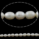 Perles d'eau douce de culture de riz, perle d'eau douce cultivée, naturel, blanc, grade A, 8-9mm Environ 0.8mm Environ 15.5 pouce, Vendu par brin