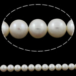 Perles de nacre rondes de culture d'eau douce, perle d'eau douce cultivée, naturel, blanc, Niveau AA, 10-11mm Environ 0.8mm Environ 15.5 pouce, Vendu par brin