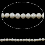 Perlas Patata Freshwater, Perlas cultivadas de agua dulce, natural, Blanco, Grado A, 6-7mm, agujero:aproximado 0.8mm, longitud:aproximado 14.5 Inch, Vendido por Sarta