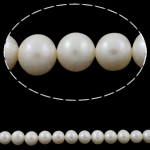 Round Cultured Freshwater Pearl Beads, natural, white, Grade A, 11-12mm Approx 0.8mm Approx 15.5 Inch 