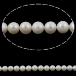Round Cultured Freshwater Pearl Beads, natural, white, Grade AA, 8-9mm Approx 0.8mm Approx 15.5 Inch 