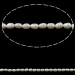 Perlas Arroz Freshwater, Perlas cultivadas de agua dulce, natural, Blanco, Grado AA, 3-4mm, agujero:aproximado 0.8mm, longitud:aproximado 15.5 Inch, Vendido por Sarta