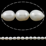 Perles d'eau douce de culture de riz, perle d'eau douce cultivée, naturel, blanc, grade A, 9-10mm Environ 0.8mm Environ 15 pouce, Vendu par brin