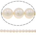 Perles de nacre rondes de culture d'eau douce, perle d'eau douce cultivée, pomme de terre, naturel, blanc, Niveau AA, 10-11mm Environ 0.8mm Environ 15.7 pouce, Vendu par brin