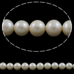 Perles de nacre rondes de culture d'eau douce, perle d'eau douce cultivée, naturel, blanc, Niveau AA, 9-10mm Environ 0.8mm Environ 15 pouce, Vendu par brin