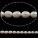 Perles d'eau douce de culture de riz, perle d'eau douce cultivée, naturel, blanc, grade A, 8-9mm Environ 0.8mm Environ 15 pouce, Vendu par brin