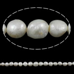Perles nacres baroques de culture d'eau douce , perle d'eau douce cultivée, naturel, blanc, Niveau AA, 12-16mm Environ 0.8mm Environ 15 pouce, Vendu par brin