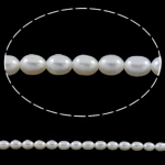 Perles d'eau douce de culture de riz, perle d'eau douce cultivée, naturel, blanc, 3.5-4mm Environ 0.8mm Environ 15.7 pouce, Vendu par brin
