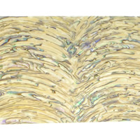 Abalone Shell Sheet, Rectangle 
