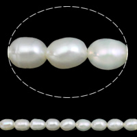 Perles d'eau douce de culture de riz, perle d'eau douce cultivée, naturel, blanc, Niveau AA, 5-6mm Environ 0.8mm Environ 15 pouce, Vendu par brin