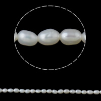 Perles d'eau douce de culture de riz, perle d'eau douce cultivée, naturel, blanc, 3-4mm Environ 0.8mm Environ 15 pouce, Vendu par brin