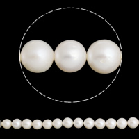 Perles de nacre rondes de culture d'eau douce, perle d'eau douce cultivée, naturel, blanc, grade A, 11-12mm Environ 0.8mm Environ 15.5 pouce, Vendu par brin