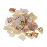 Trumpet Shell Beads, Nuggets, natural, no hole, 11-23mm Approx 1mm, Approx 
