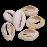 Trumpet Shell Beads, natural & no hole - Approx 