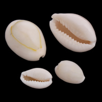 Trumpet Shell Beads, natural & no hole 