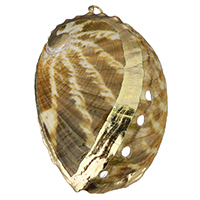 Trompeta de concha bronce colgante, Nácar Trompeta, con metal, chapado en color dorado, 37x56.5x12mm, agujero:aproximado 3mm, Vendido por UD