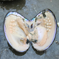 Süßwasser kultiviert Liebe Wunsch Pearl Oyster, Perlen, Perlmutt, 5-10mm, 10PCs/Tasche, verkauft von Tasche[