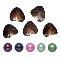 Ostra de la perla de agua dulce cultivadas amor deseo, Patata, Madre Perla, color mixto, 7-8mm, 5PCs/Grupo, Vendido por Grupo