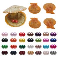perles Akoya cultivées Wish Pearl Oyster, pomme de terre, Les jumeaux souhaitent l’huître de perle, plus de couleurs à choisir, 7-8mm, Vendu par PC