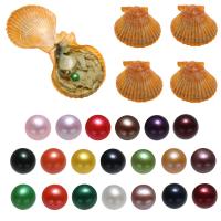 Perlas Cultivadas de Akoya Deseo Pearl Oyster, Patata, color mixto, 7-8mm, 20PCs/Grupo, Vendido por Grupo