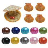 Perlas Cultivadas de Akoya Deseo Pearl Oyster, Patata, Twins Wish Pearl Oyster, color mixto, 7-8mm, 10PCs/Grupo, Vendido por Grupo