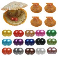 Perlas Cultivadas de Akoya Deseo Pearl Oyster, Patata, Twins Wish Pearl Oyster, color mixto, 7-8mm, 15PCs/Grupo, Vendido por Grupo
