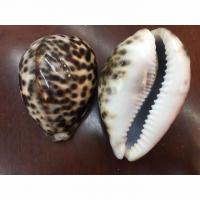 Tiger Shell Beads, 60-90mm 