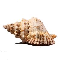 Shell Decoration, Conch, Corrosion-Resistant 