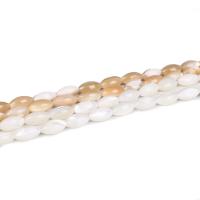 Trochus Beads, with Seedbead Approx 14 Inch 