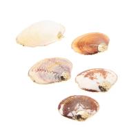 Natural Seashell Pendant, Shell, DIY, mixed colors, 46*49*3-21*22*1mm Approx 1mm 