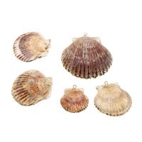 Natural Seashell Pendant, Black Shell, plated, DIY, multi-colored, 48*50*1-26*25*1mm 