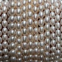 Potato Cultured Freshwater Pearl Beads, Ellipse, polished  