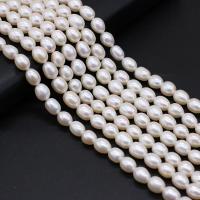 Perles d'eau douce de culture de riz, perle d'eau douce cultivée, DIY, blanc, 7-8mm cm, Vendu par brin