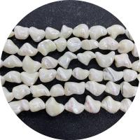 Trochus Beads, irregular, DIY .96 Inch 