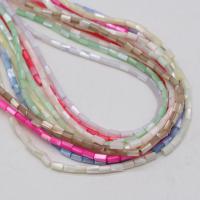 Dyed Shell Beads, Column, DIY .5 Inch 
