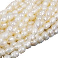 Perles d'eau douce de culture de riz, perle d'eau douce cultivée, DIY, blanc, 4-5mm .96 pouce, Vendu par brin