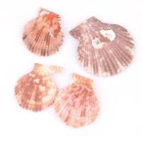 Natural Seashell Pendant, Shell, DIY, 35-50mm 