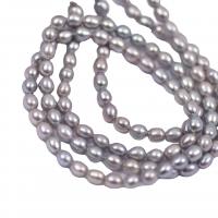 Perles d'eau douce de culture de riz, perle d'eau douce cultivée, DIY, gris, 4-5mm cm, Vendu par brin